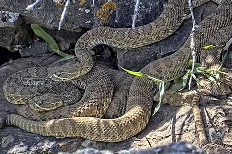 best mega menu for elementor|Newborn rattlesnakes at a 'mega den' in Colorado are .